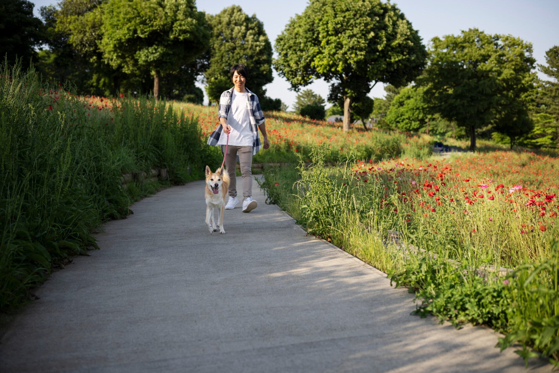 Woman walking a light-colored dog on a sunny park path with red flowers and green trees in the background.